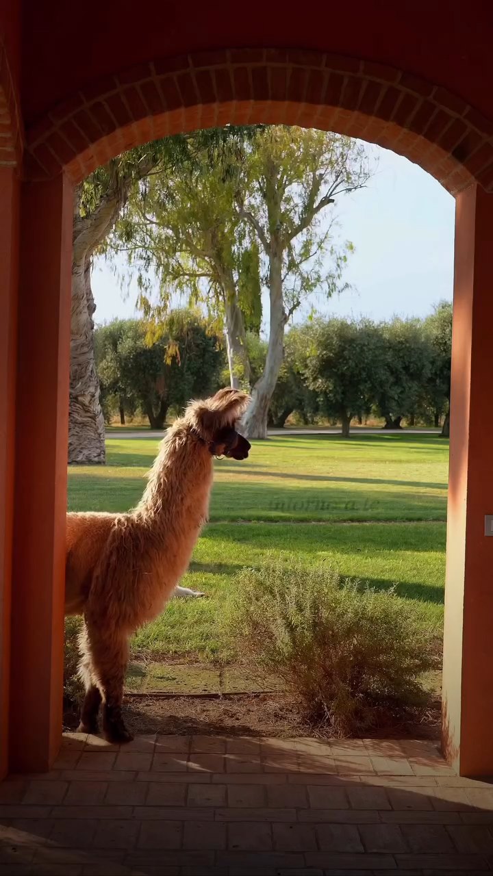 Un alpaca visto attraverso un portico in mattoni