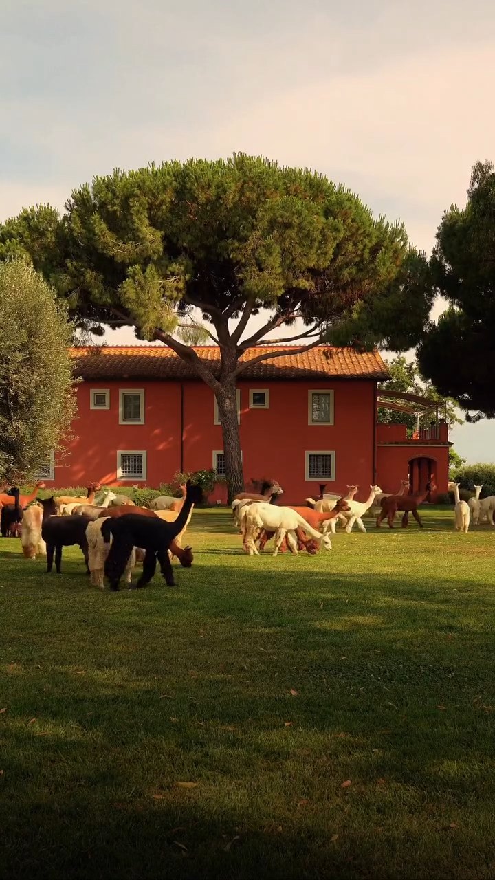 Il casale rosso con gli alpaca al pascolo