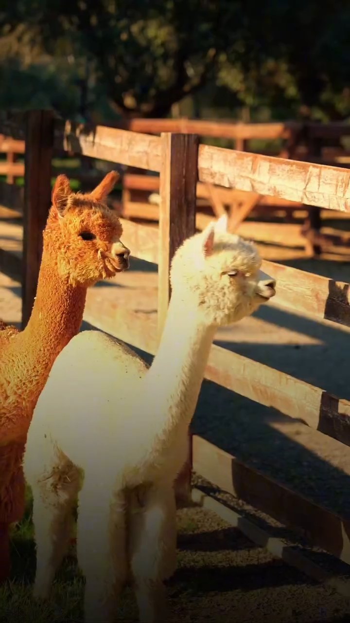 Due alpaca accanto a una staccionata nella luce del tramonto