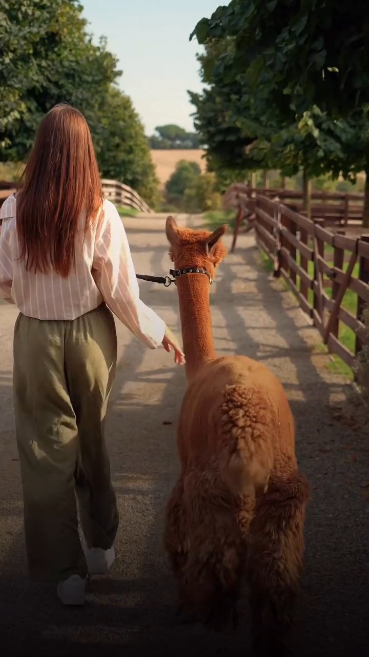 Passeggiata con un alpaca lungo un sentiero alberato
